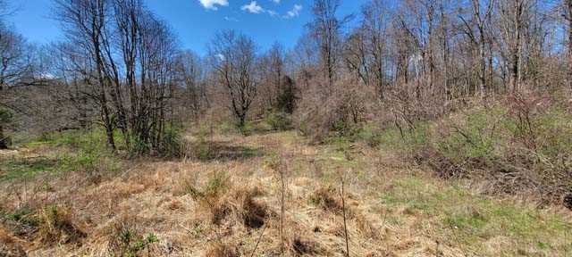 168 Williams Road Red Hook, NY 12571 - Photo 13 of 13 a view of forest