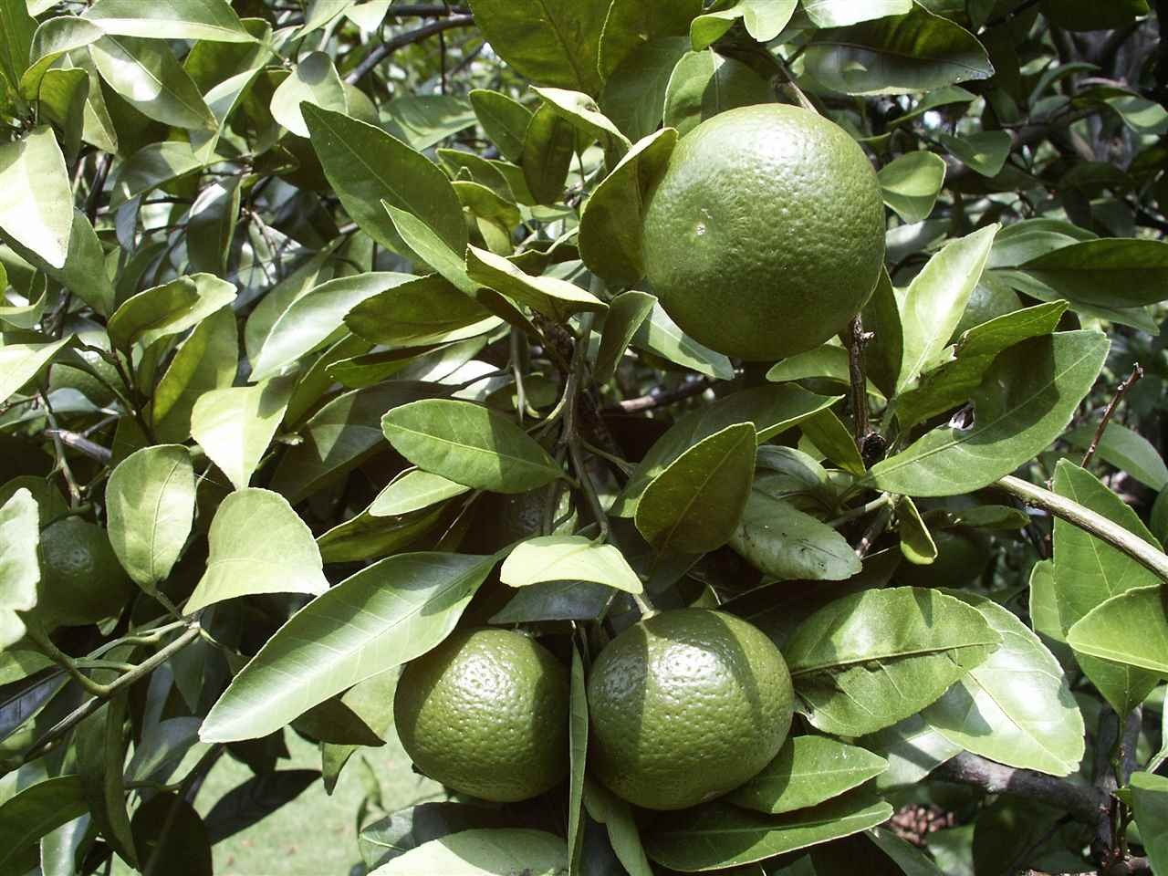 410 Maria Drive Lillian, AL 36549 - Photo 9 of 13 Fruit Trees