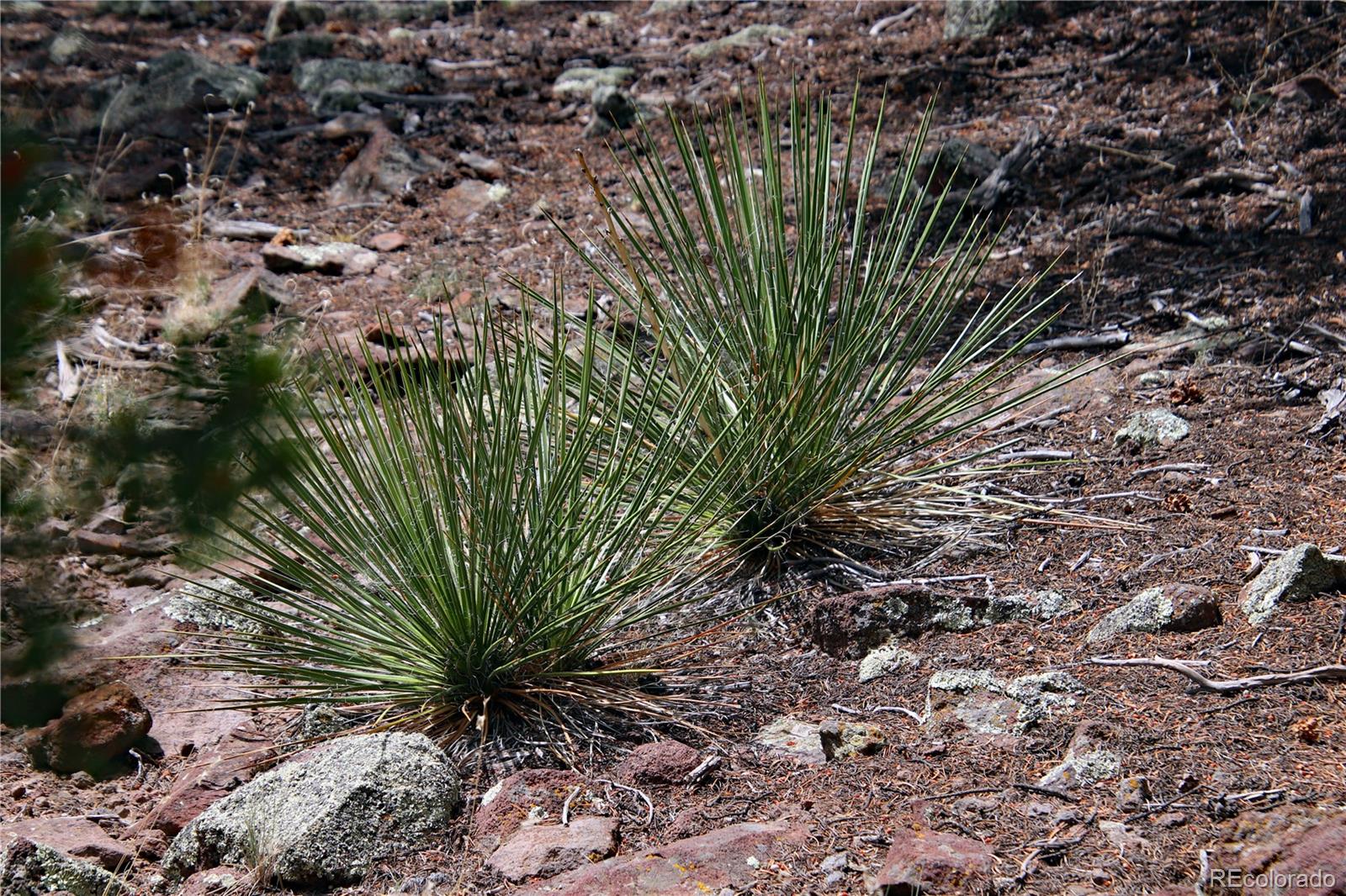 2252 White Tail Road, Unit 2 San Luis, CO 81152 - Photo 37 of 44 a plant is in a garden