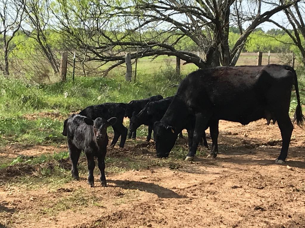 154 County Road 154 Cisco, TX 76437 - Photo 11 of 40 a backyard of a house with table and chairs