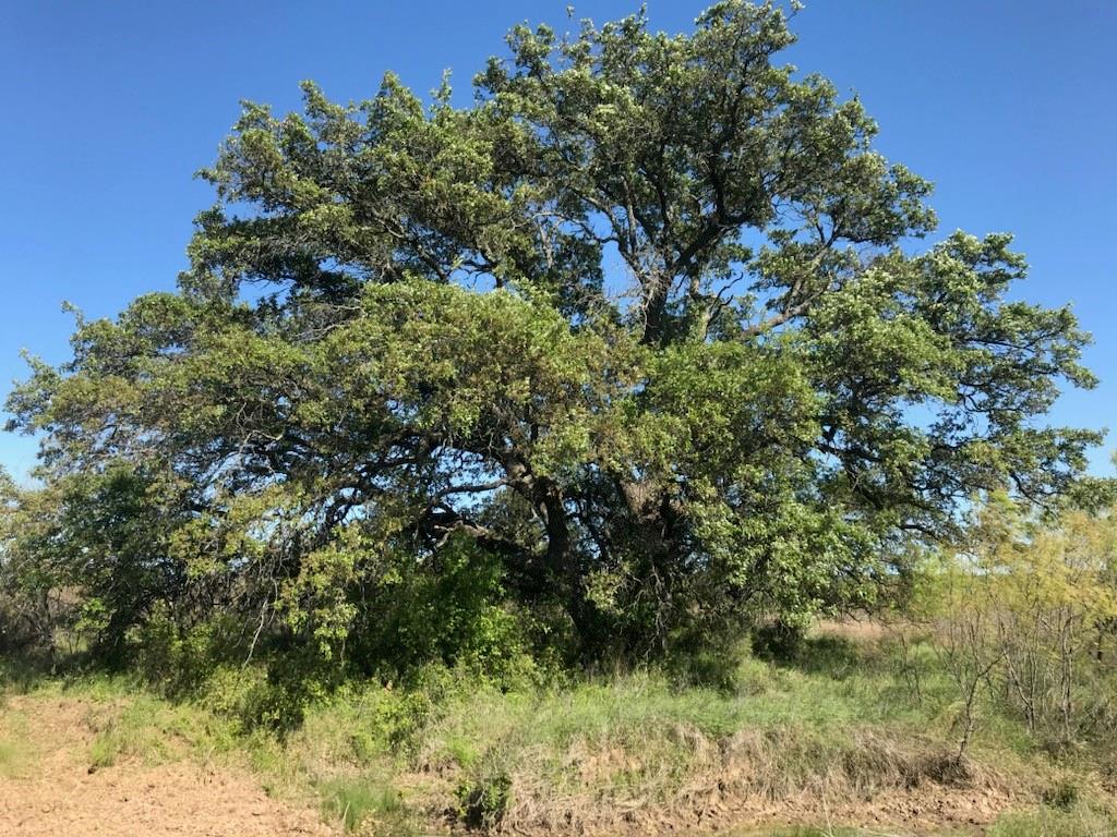 154 County Road 154 Cisco, TX 76437 - Photo 12 of 40 a backyard of a house with lots of green space