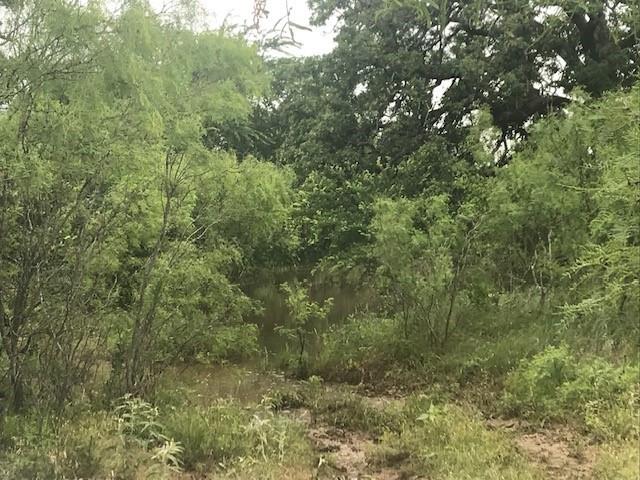 154 County Road 154 Cisco, TX 76437 - Photo 15 of 40 a view of a forest with a tree