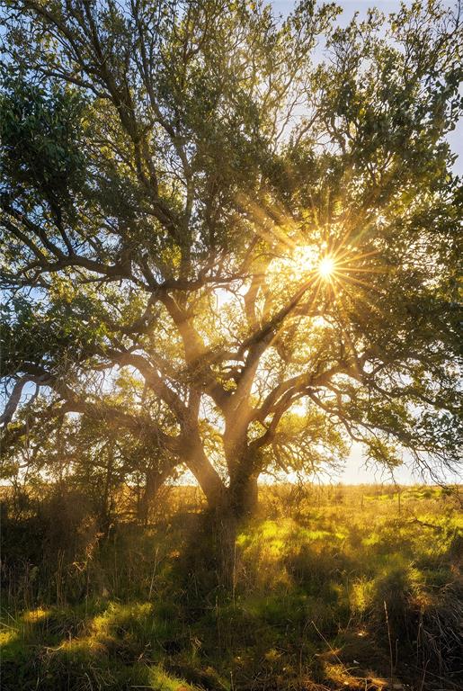 154 County Road 154 Cisco, TX 76437 - Photo 37 of 40 a view of city and tree
