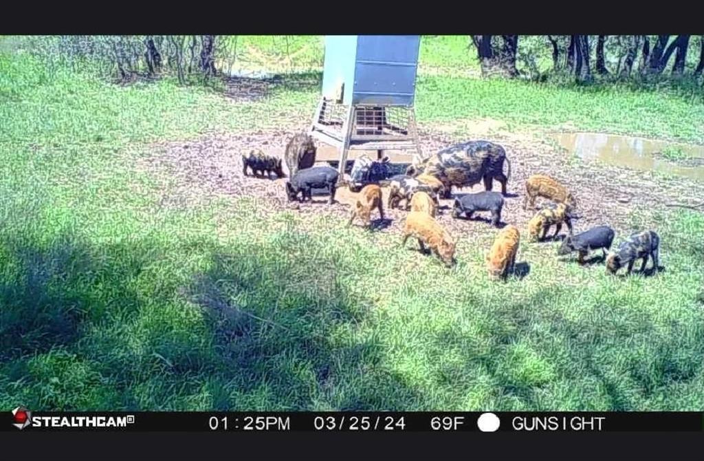 154 County Road 154 Cisco, TX 76437 - Photo 6 of 40 a view of a backyard with plants and outdoor seating