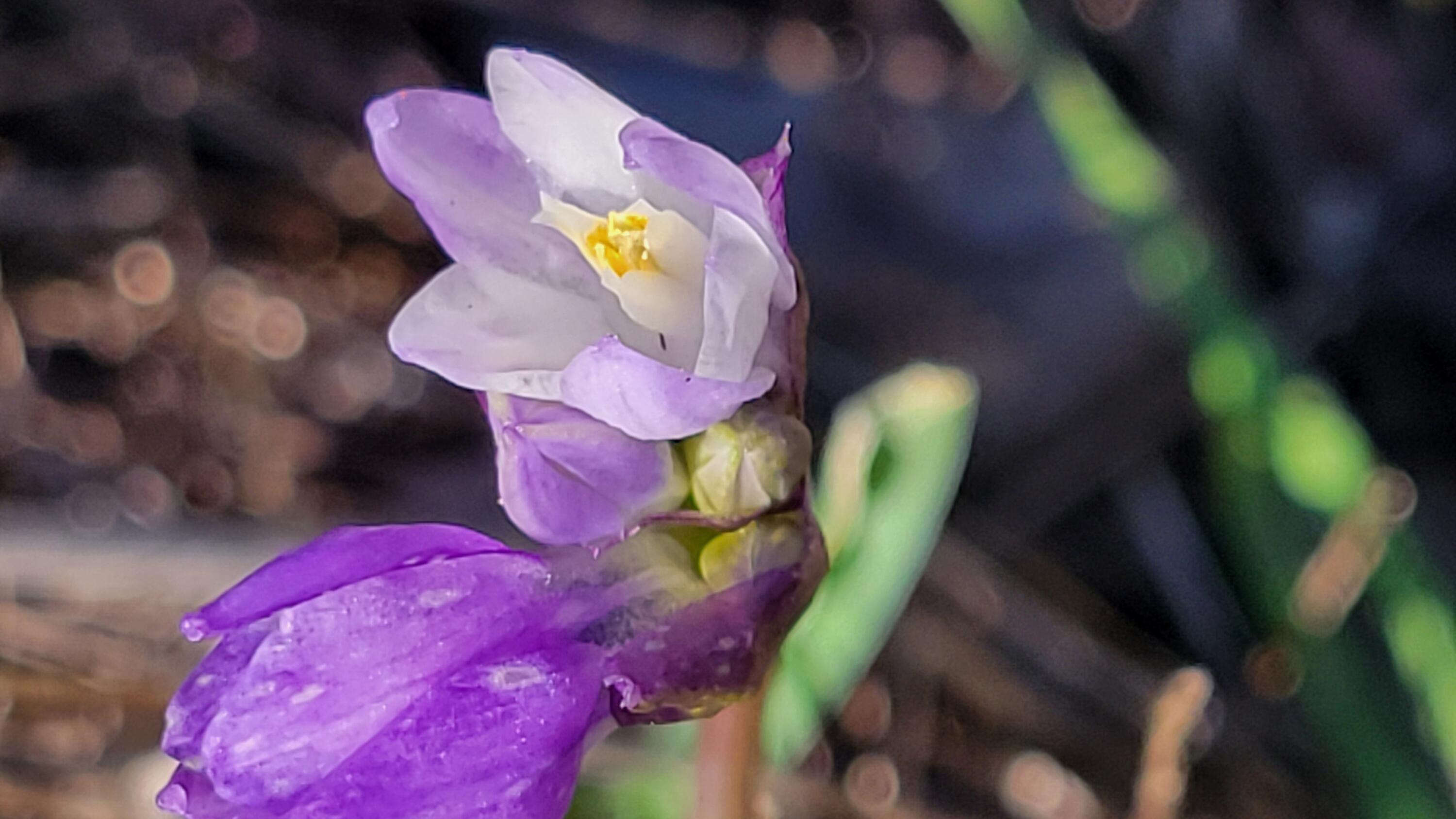 Lot 42 Quail Ridge Road Cottonwood, CA 96022 - Photo 14 of 15 20260219_160305