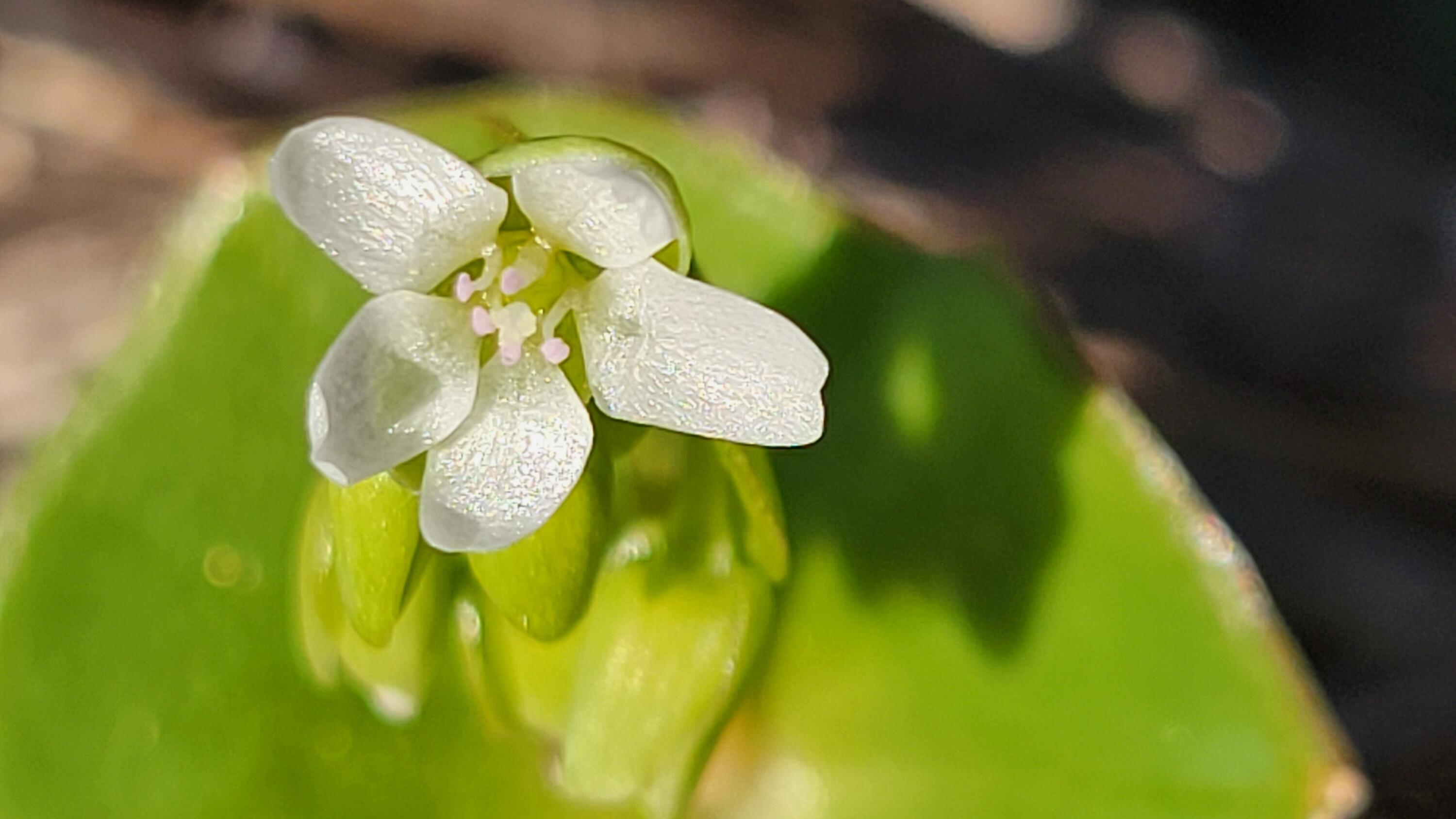 Lot 42 Quail Ridge Road Cottonwood, CA 96022 - Photo 15 of 15 20260219_160324