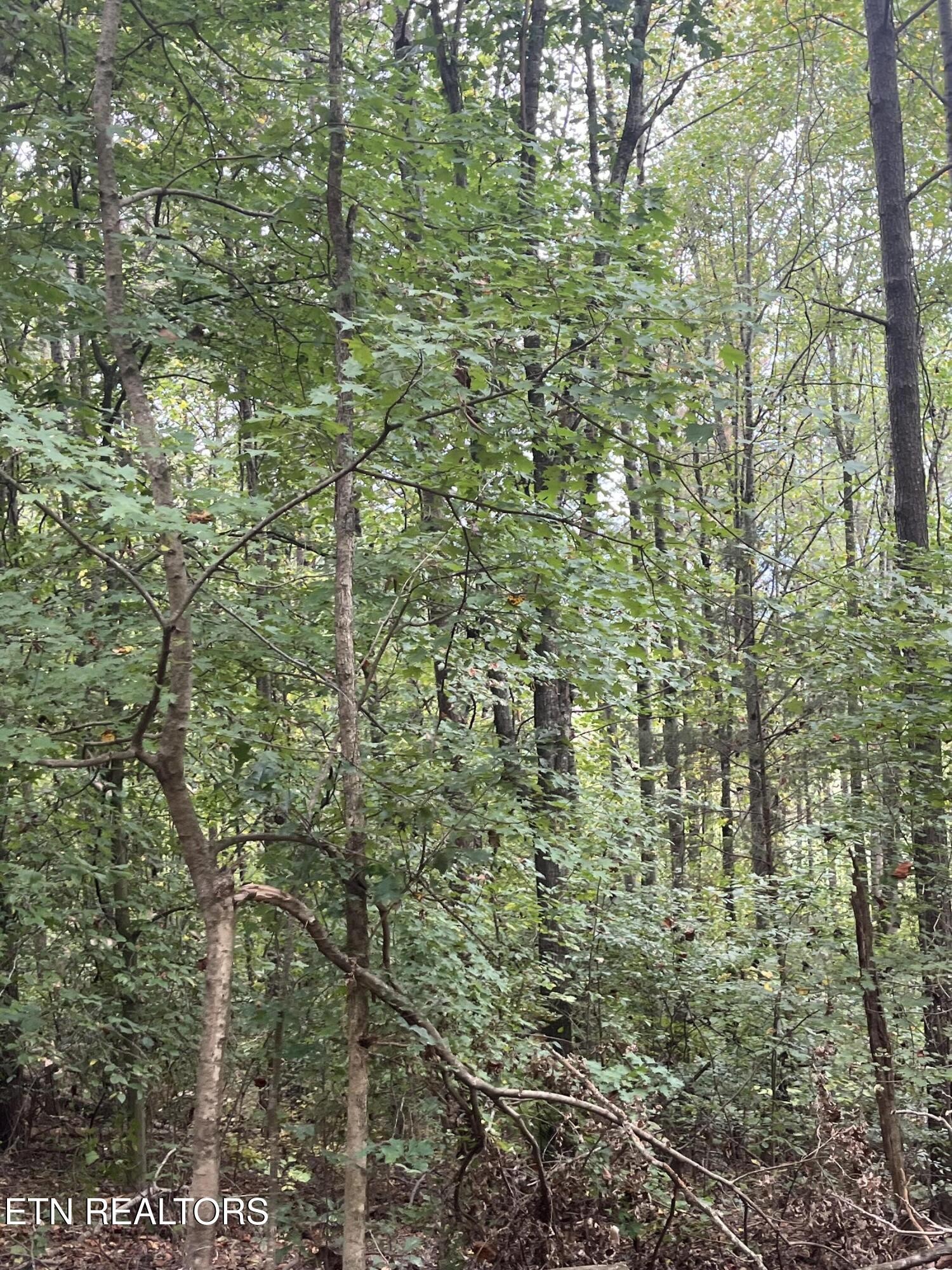 0 Cr 67 Road Riceville, TN 37370 - Photo 13 of 50 Gallery Image 13