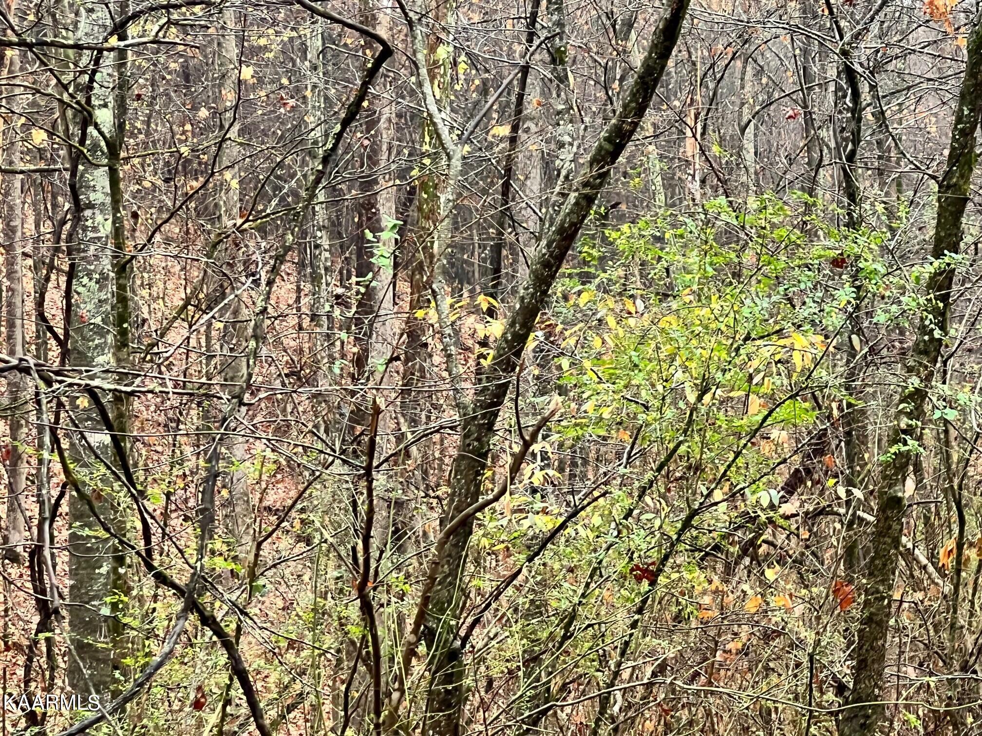 Lot 11 North Rayl Hollow Decatur, TN 37322 - Photo 2 of 7 Sam davis Nnopone 2