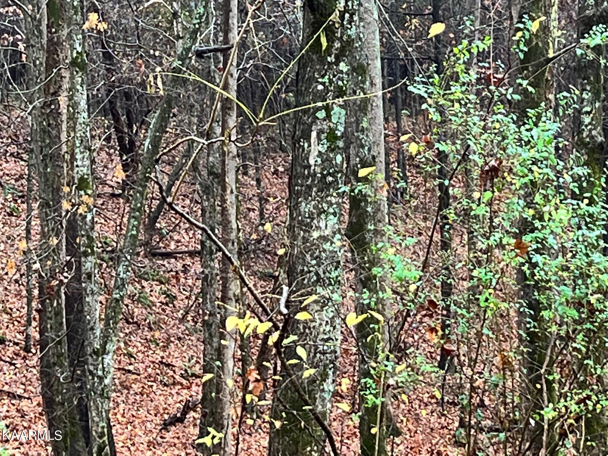 Lot 11 North Rayl Hollow Decatur, TN 37322 - Photo 4 of 7 Sam davis Nnopone3