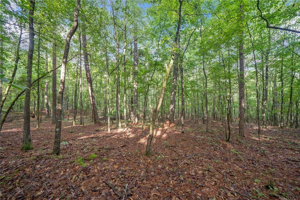 225 Brock Trail Milton, GA 30004 - Photo 12 of 28 a view of a forest with lots of trees