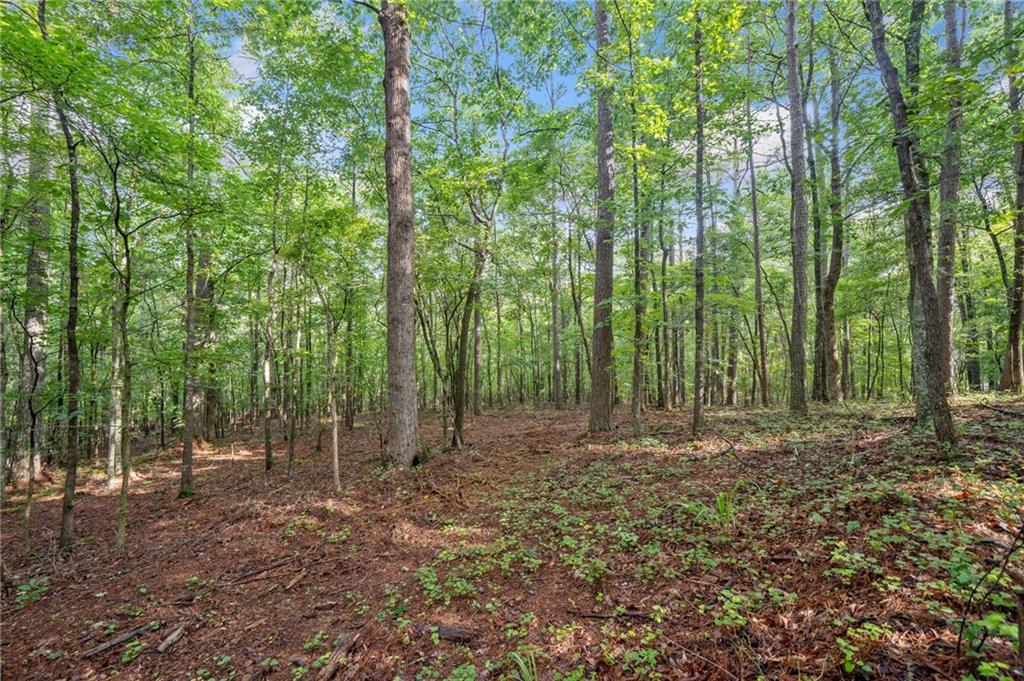 225 Brock Trail Milton, GA 30004 - Photo 17 of 28 a view of outdoor space with lots of trees