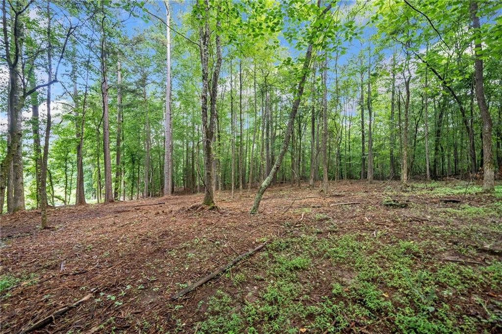 225 Brock Trail Milton, GA 30004 - Photo 6 of 28 a view of a forest with trees in the background