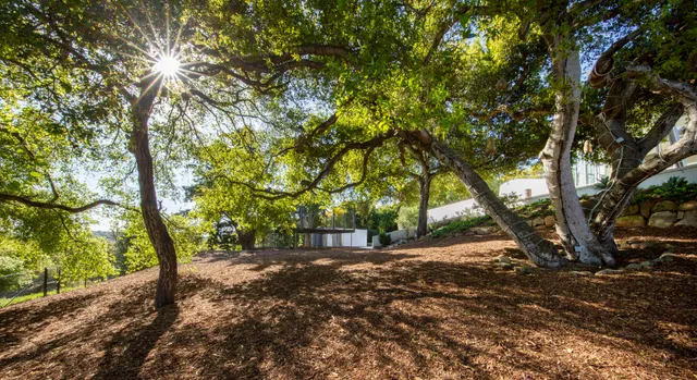 a view of a street with a tree
