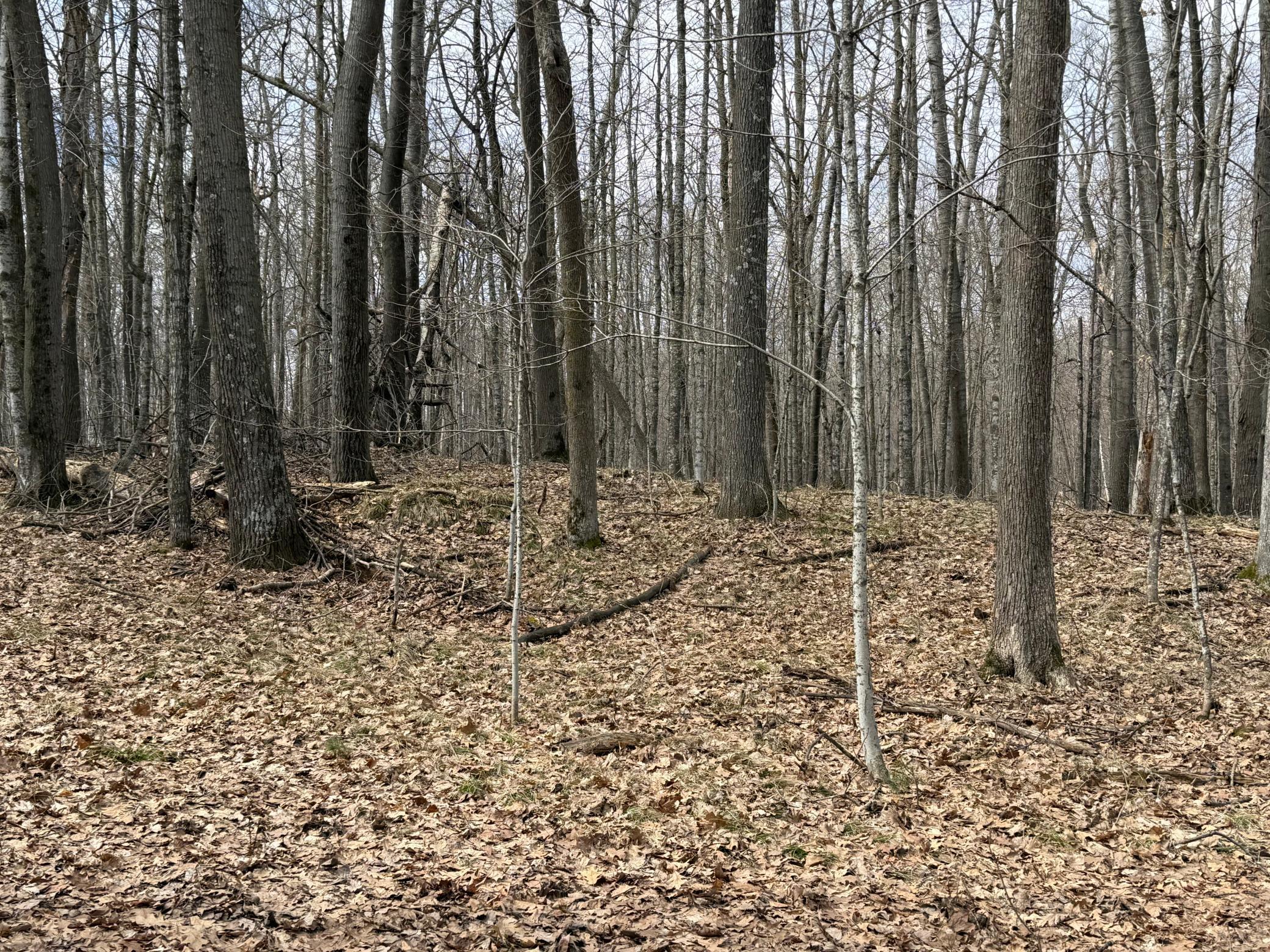 Tbd Ripley Spur Road Sarona, WI 54870 - Photo 17 of 24