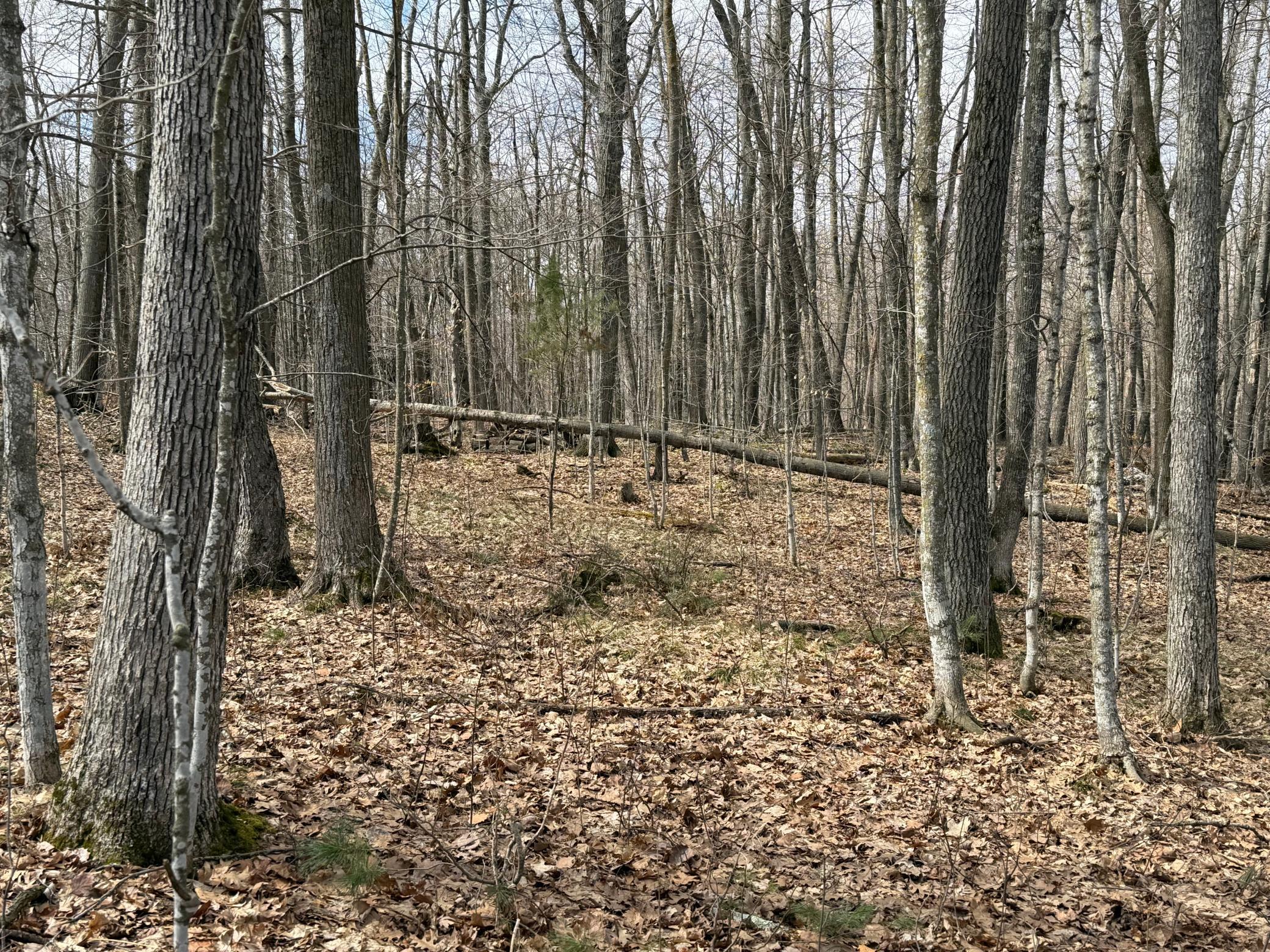 Tbd Ripley Spur Road Sarona, WI 54870 - Photo 18 of 24