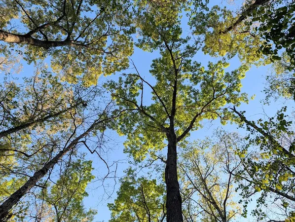 $60,000 | 0 Ga Highway, Hamilton, GA 31811