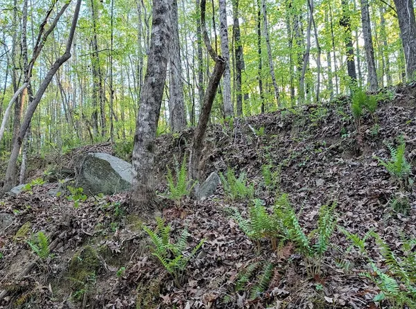 $60,000 | 0 Ga Highway, Hamilton, GA 31811