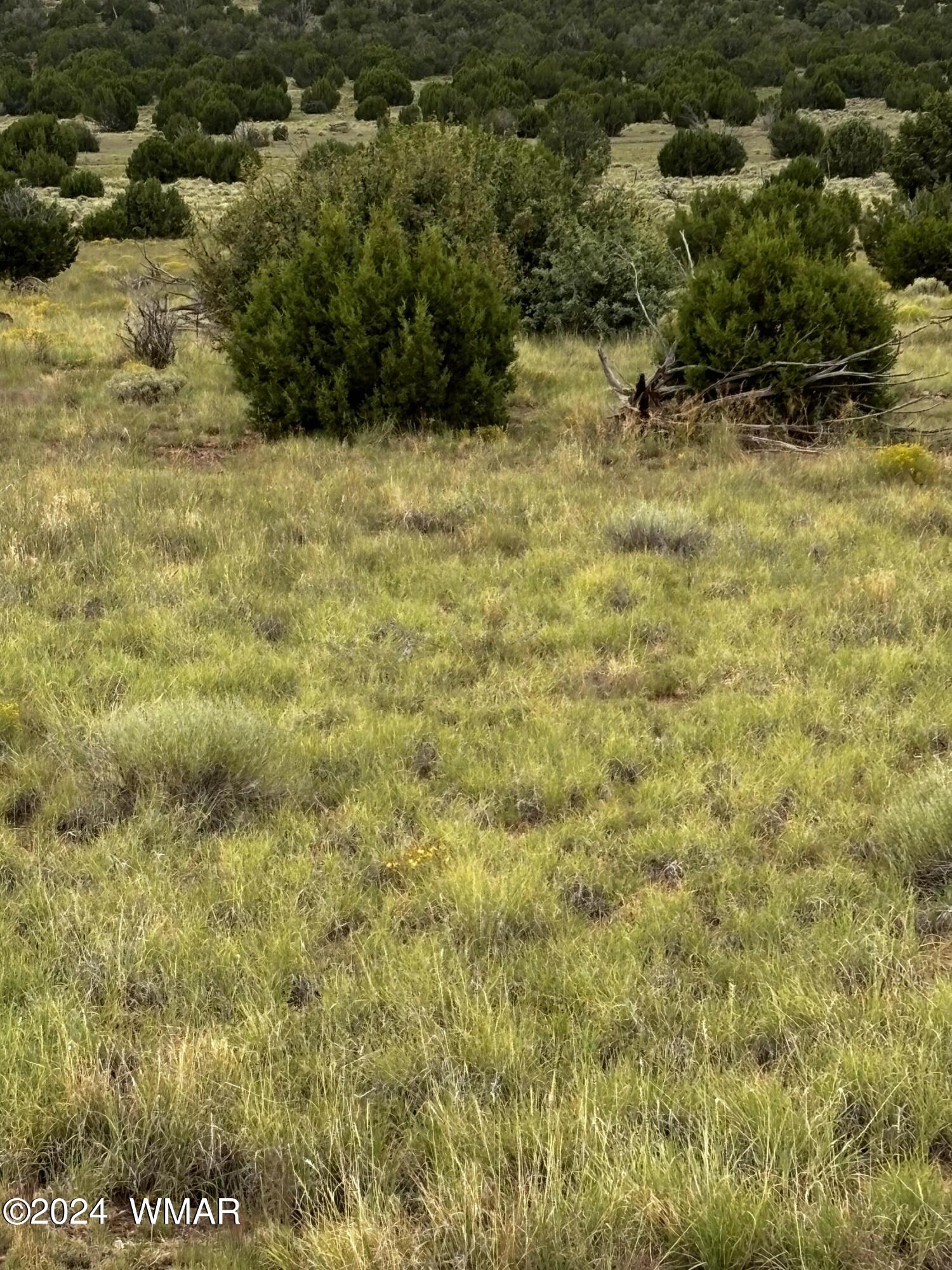 4 Mesa Redondo Ranch Road Concho, AZ 85924 - Photo 2 of 8 Land