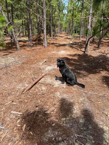 $24,000 | 1 D Brunson Teal Road, Unit BFF 1D, Patrick, SC 29584