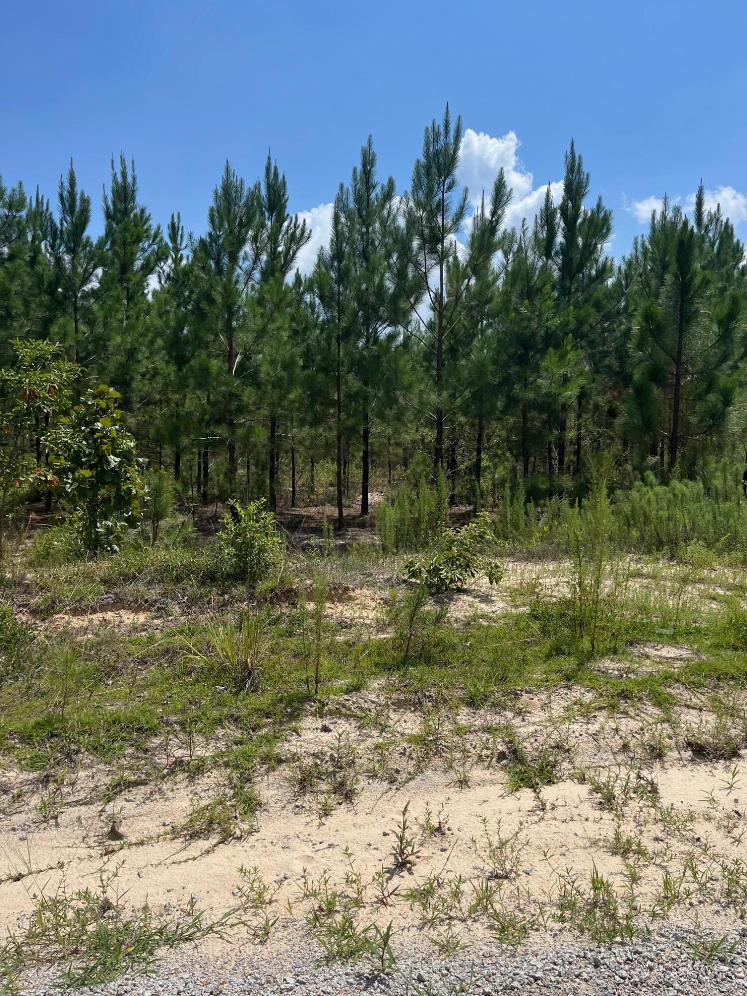 1 D Brunson Teal Road, Unit BFF 1D Patrick, SC 29584 - Photo 2 of 17 IMG_7012