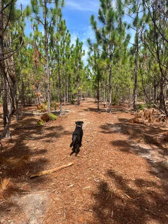 $24,000 | 1 D Brunson Teal Road, Unit BFF 1D, Patrick, SC 29584