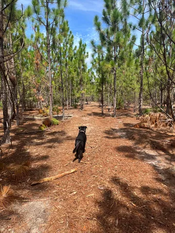 $24,000 | 1 D Brunson Teal Road, Unit BFF 1D, Patrick, SC 29584