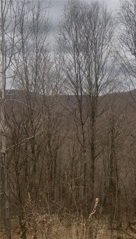 Houck Mountain Road East Branch, NY 13756 - Photo 4 of 16