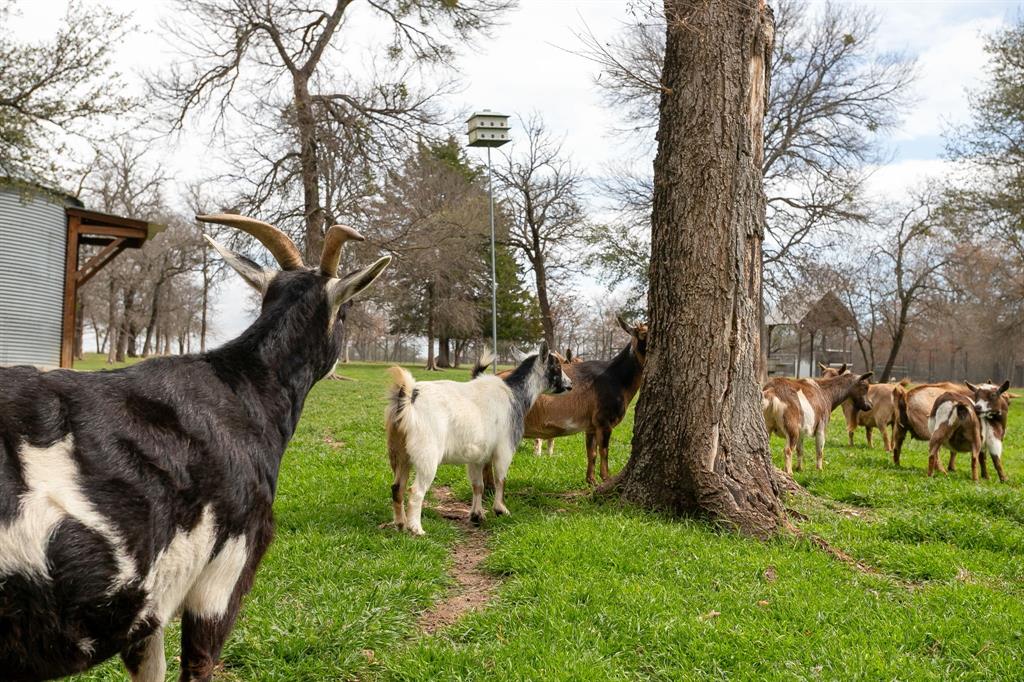 1615 Sanger Drive Springtown, TX 76082 - Photo 35 of 40 a view of yard with tree s