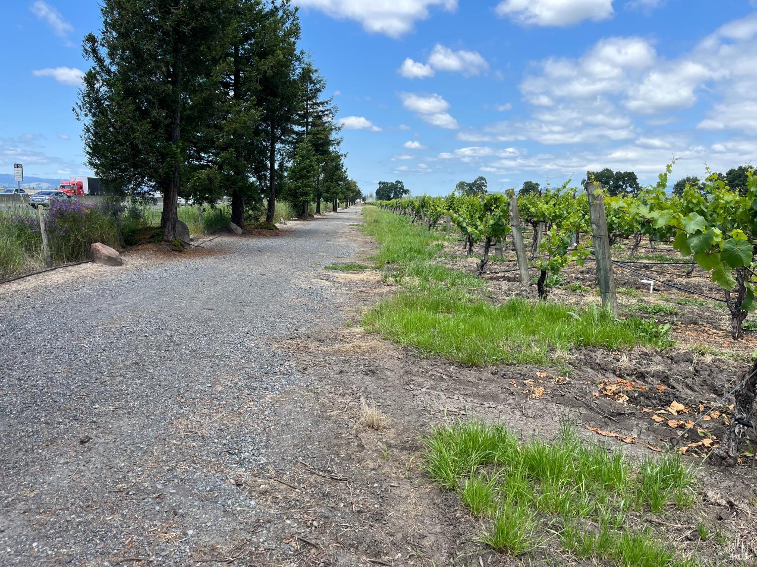 500 Mark West Station Road Windsor, CA 95492 - Photo 23 of 27 a view of a yard with plants and a trees