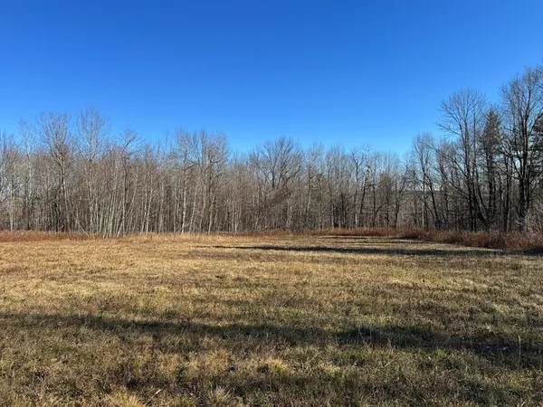 a view of a yard with trees