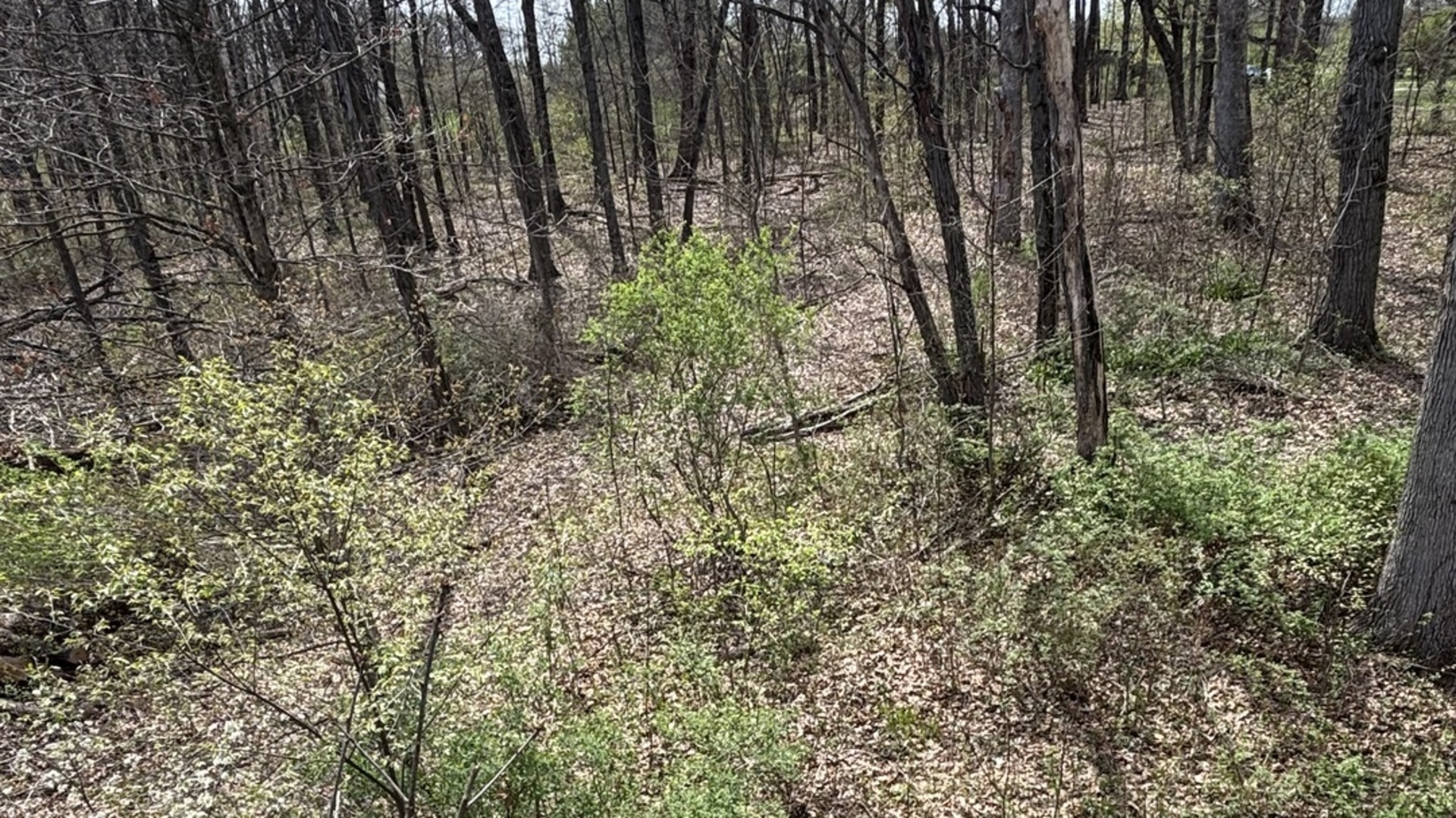 258 South Root Drive Crete, IL 60417 - Photo 11 of 15 a view of a yard with plants and tree