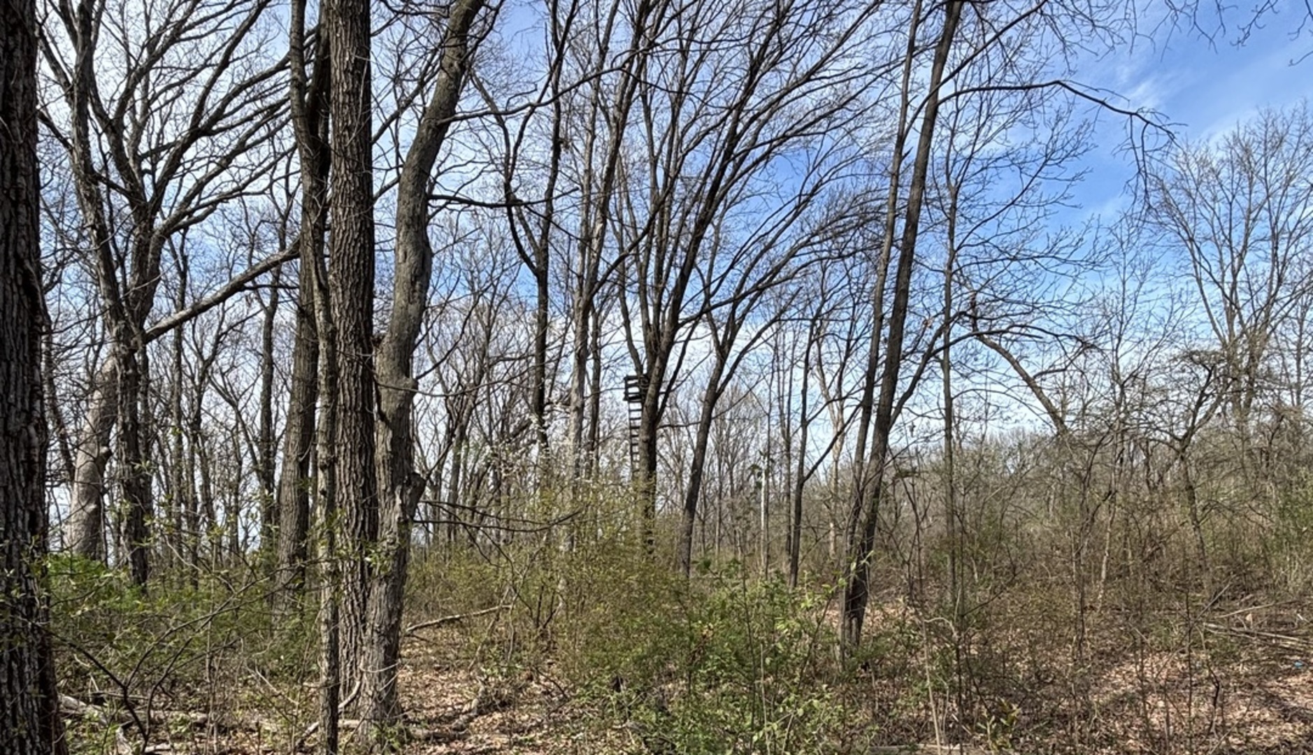 258 South Root Drive Crete, IL 60417 - Photo 12 of 15 a view of forest