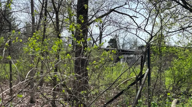 a view of a tree in a yard
