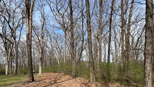 a view of a forest filled with trees