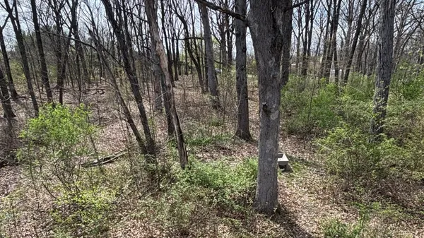 a view of forest