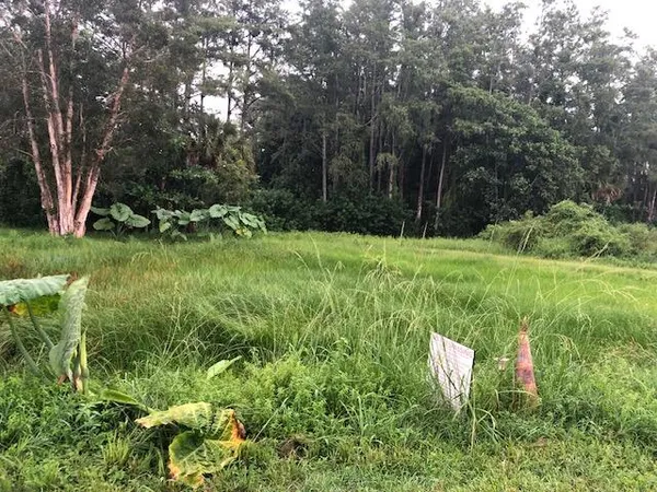 a view of a garden with a tree