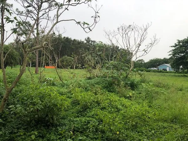 a view of a backyard