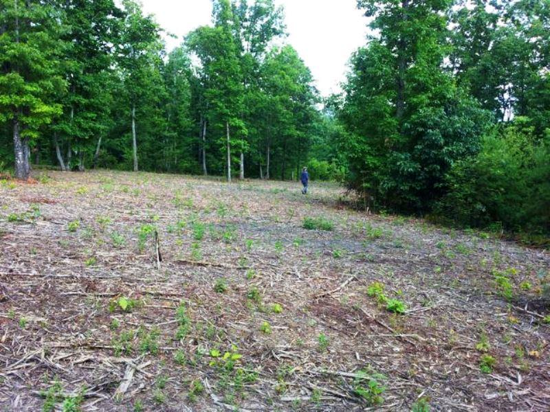 Wilhite Road Cosby, TN 37722 - Photo 8 of 10 8