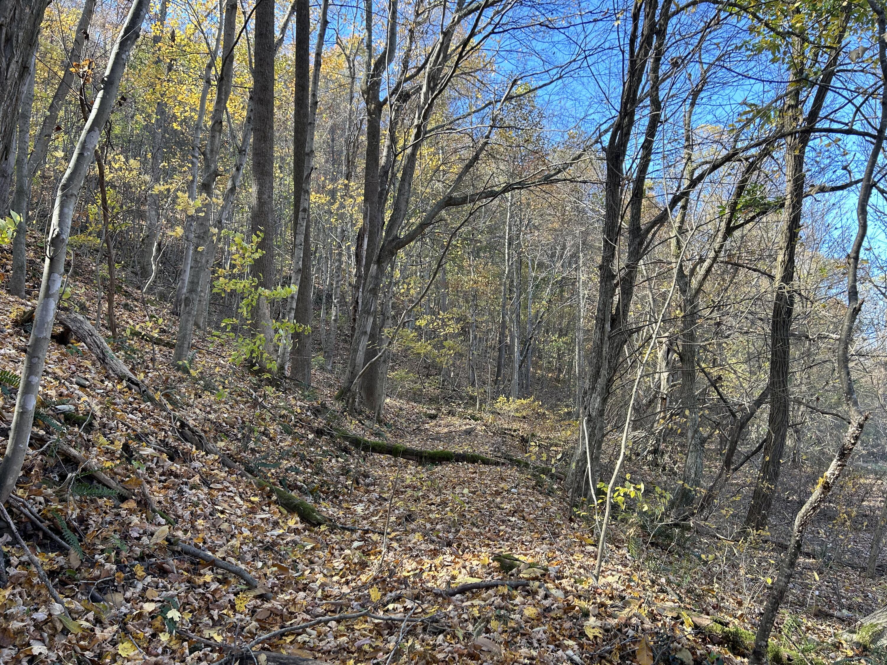 0 Gander Branch Road Vanceburg, KY 41179 - Photo 13 of 45 IMG_0169