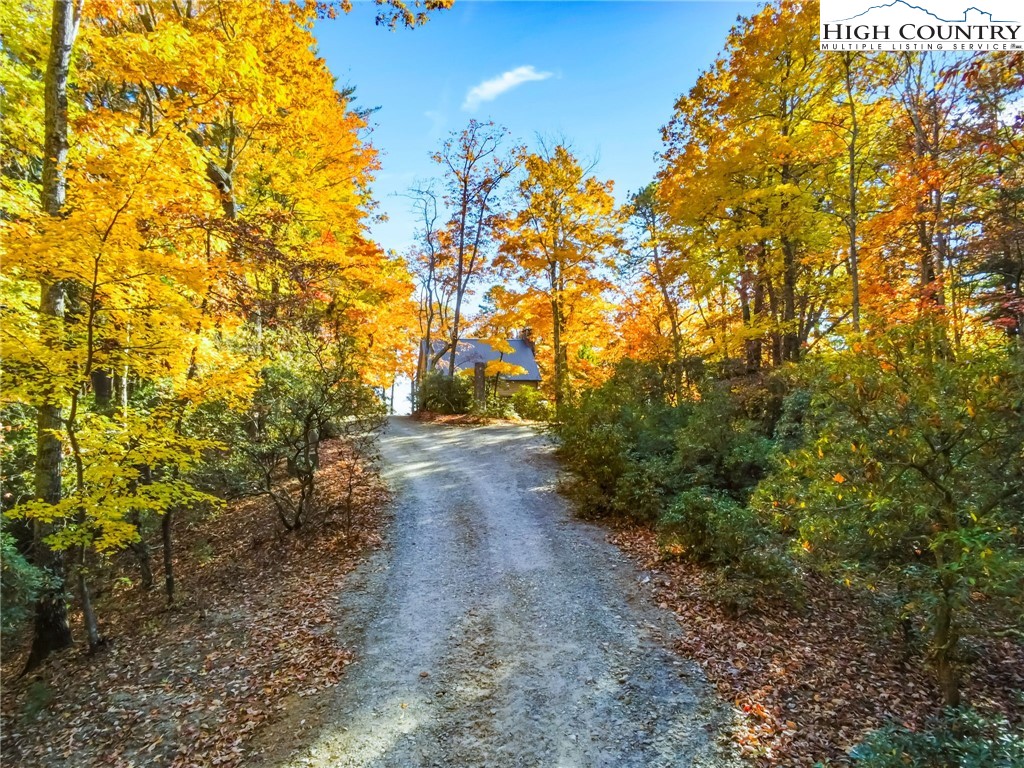 675 Cabin Ridge Road Ferguson, NC 28624 - Photo 46 of 50 a view of a yard with plants and large trees