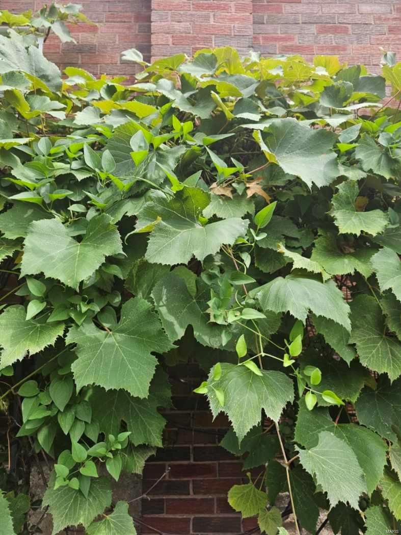 2919 Hilleman Avenue St. Louis, MO 63114 - Photo 33 of 38