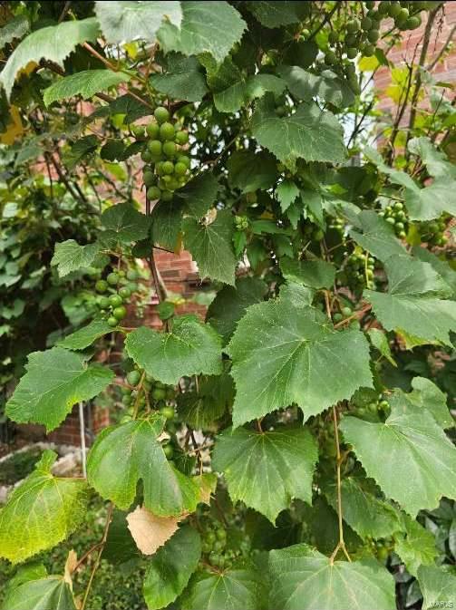 2919 Hilleman Avenue St. Louis, MO 63114 - Photo 35 of 38