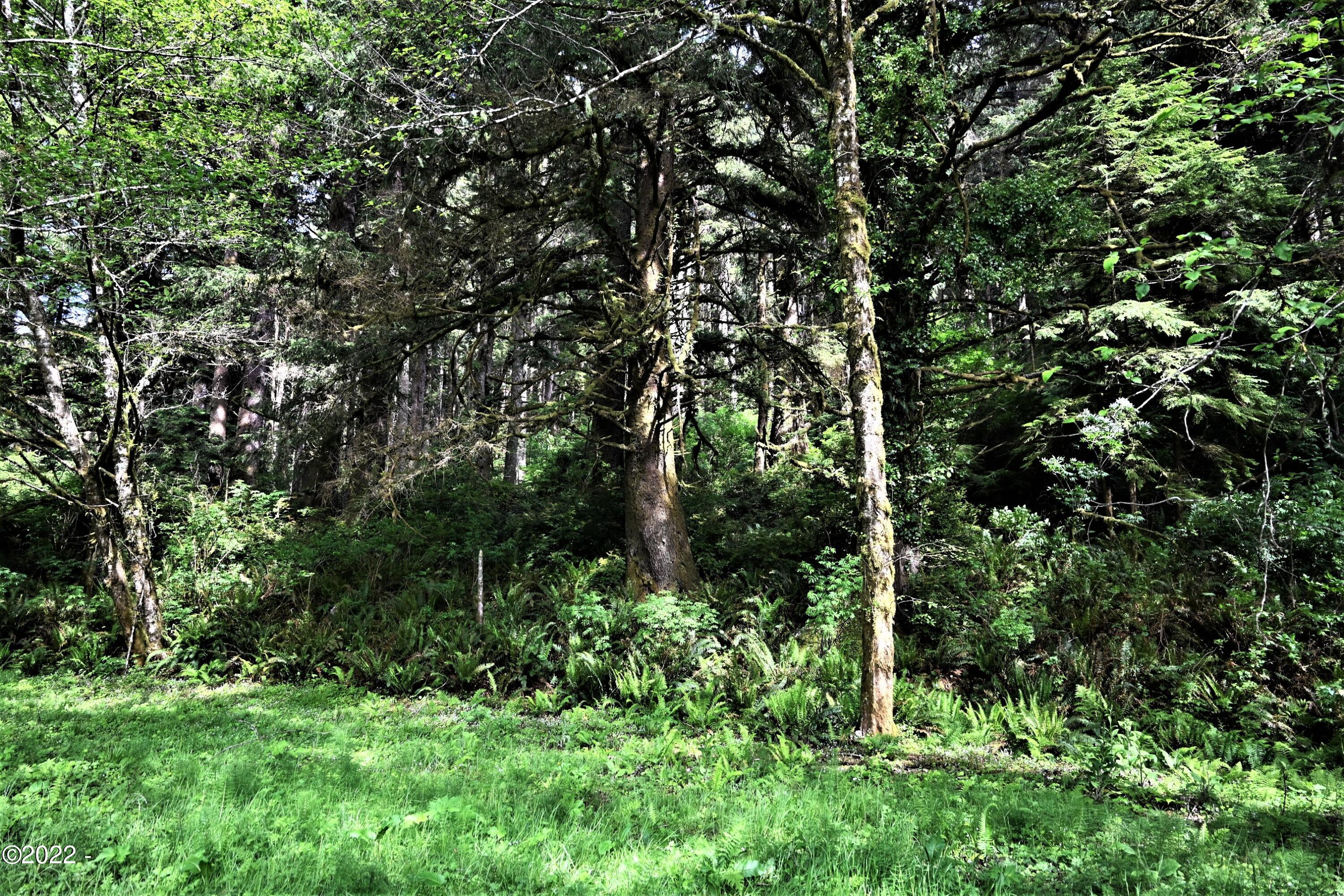 5489 South Bob Creek Road Yachats, OR 97498 - Photo 8 of 12 DSC_1357