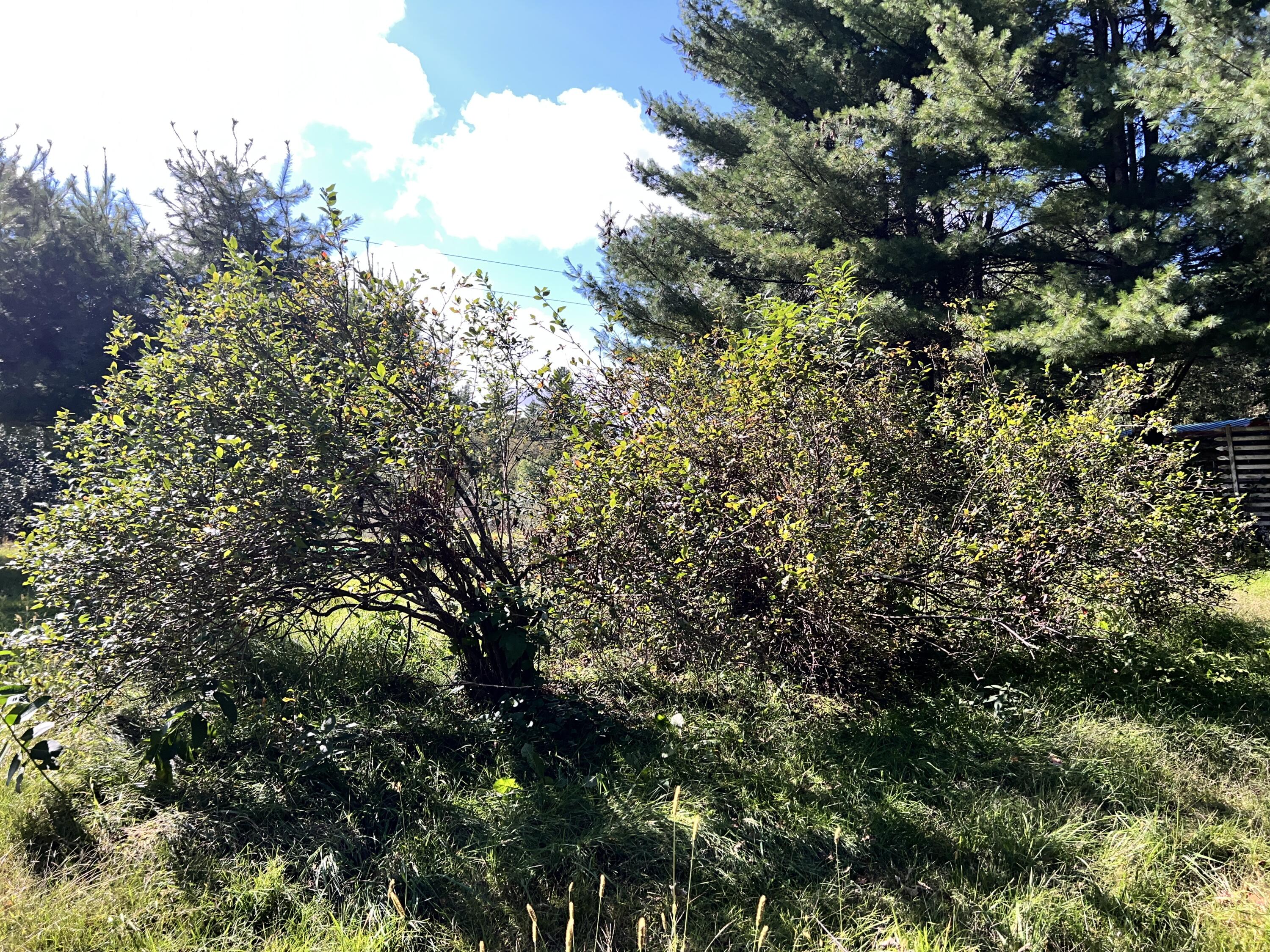 463 Intervale Road Temple, ME 04984 - Photo 19 of 23 IMG_1140