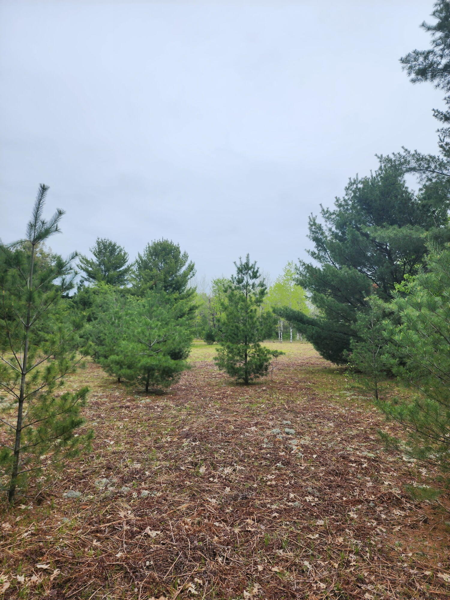 0 Hall Creek Road Interlochen, MI 49643 - Photo 7 of 14 20260524_094228