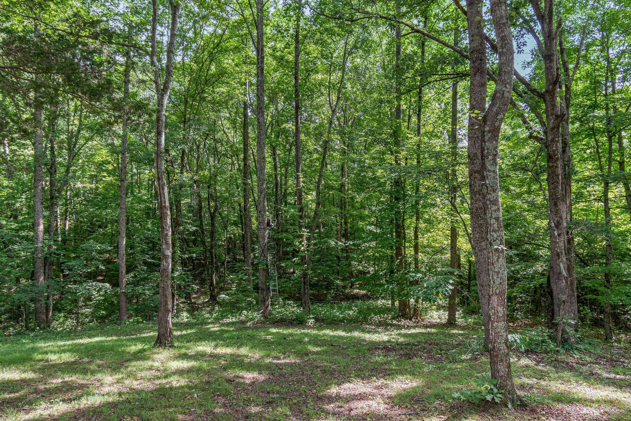 1053 Dawson Road White Bluff, TN 37187 - Photo 60 of 67 Gallery Image 60