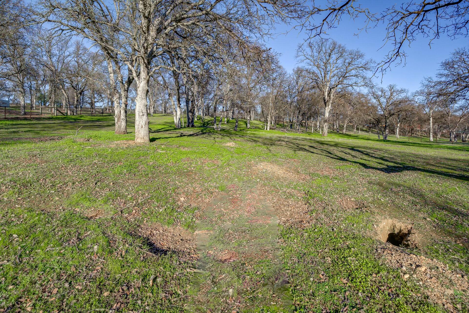 14300 Molluc Drive Red Bluff, CA 96080 - Photo 11 of 48 a view of a park with large trees