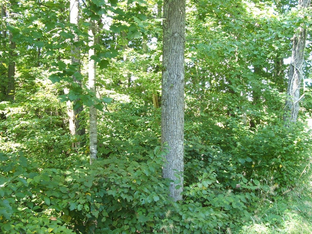 1079 Crymes Orchard Road Keysville, VA 23947 - Photo 14 of 23 Gallery Image 14