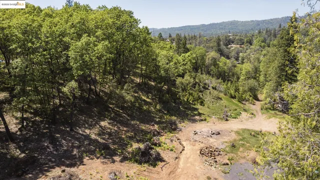 a view of a forest with a mountain