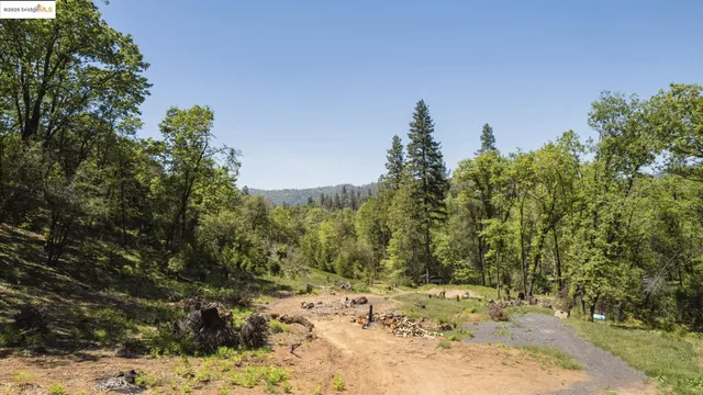 a view of a dry yard with trees